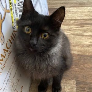 Meet your Posher, Keri